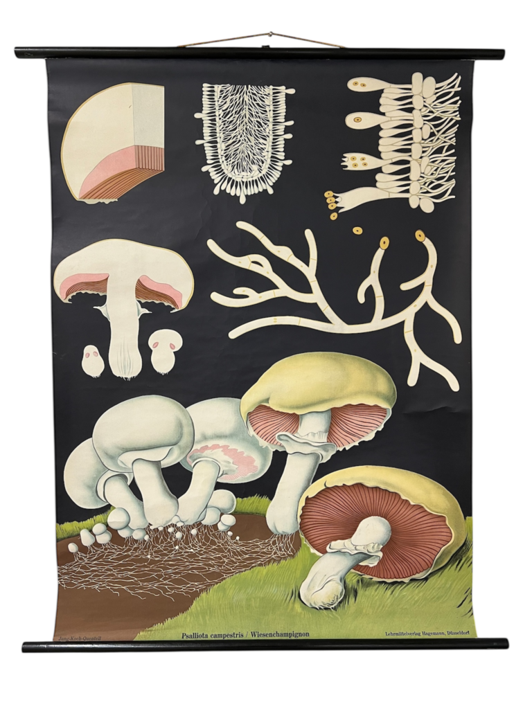 Lehrtafel Wiesenchampignon (Psalliota campestris), Jung-Koch-Quentell, Hagemann Verlag Düsseldorf, 1963