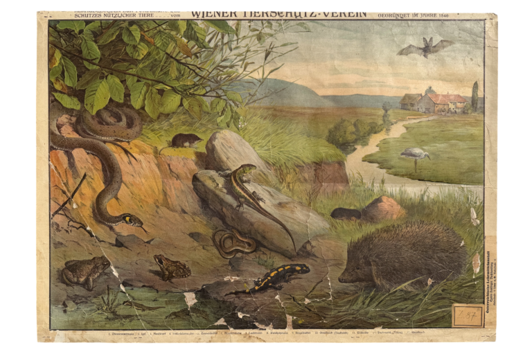 Lehrtafel Nützliche Tiere, Wiener Tierschutz-Verein