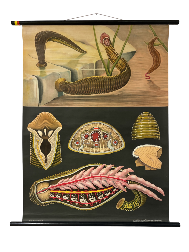Lehrtafel Blutegel (Hirudo medicinalis) – Habitus, Längsschnitt mit drei Kiefern, Querschnitte