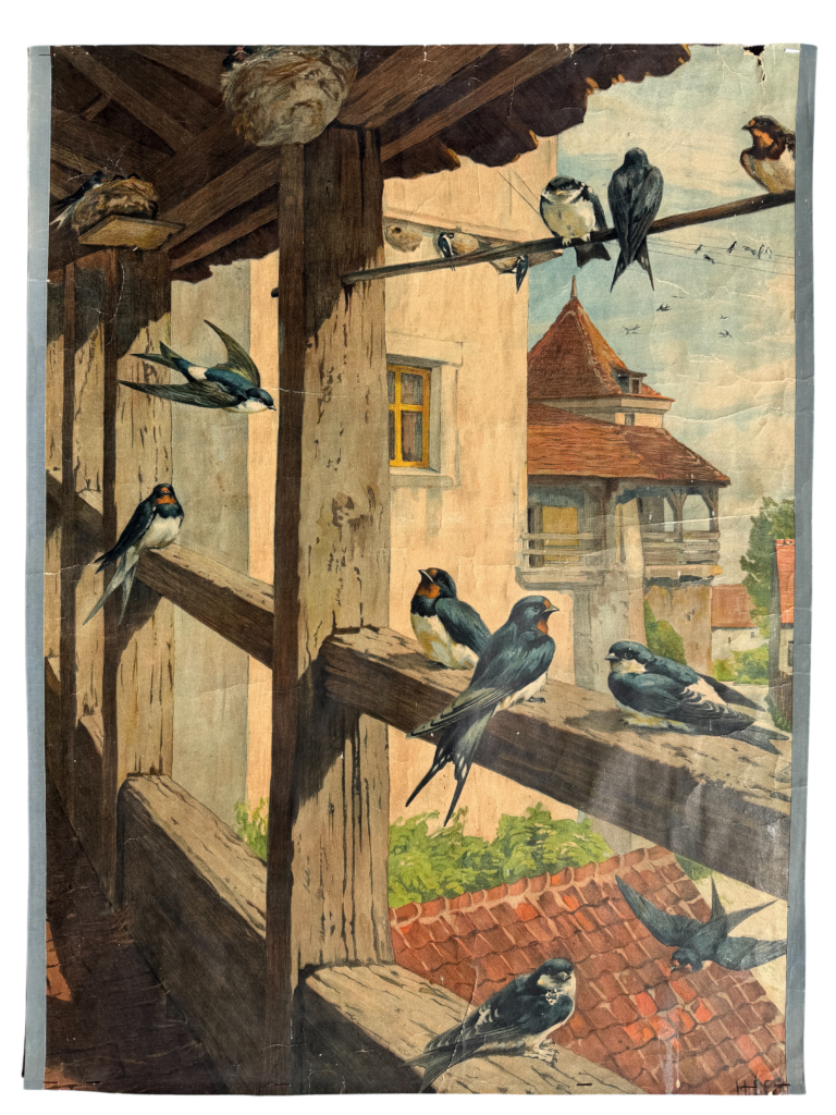 Lehrtafel Rauchschwalben mit Nestern unter dem Scheunendach und Bauernhaus im Hintergrund