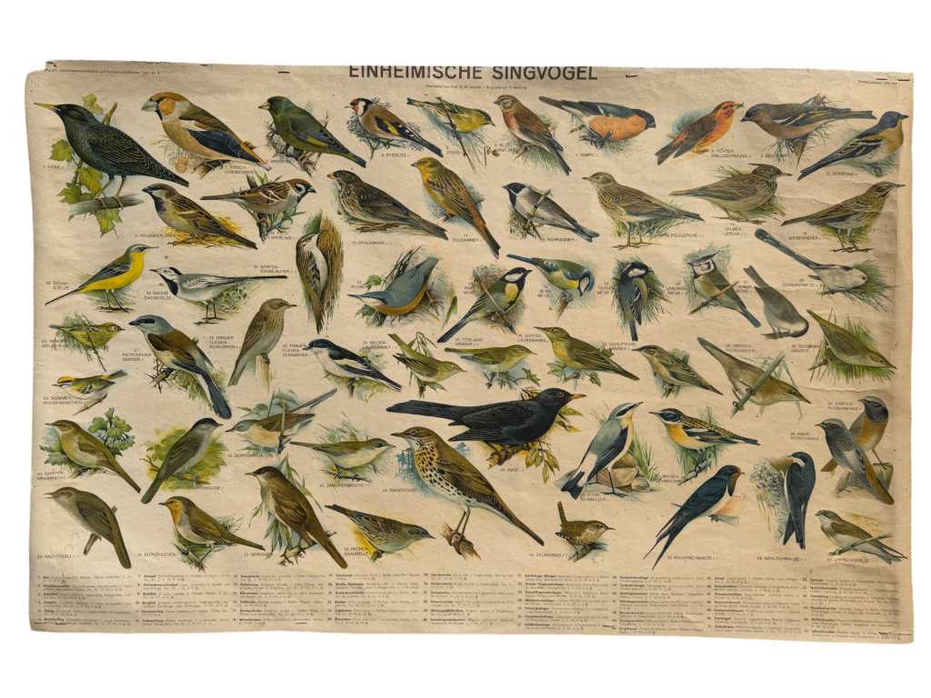 Lehrtafel Einheimische Singvögel, Übersichtstafel mit zahlreichen Vogelarten und Legende