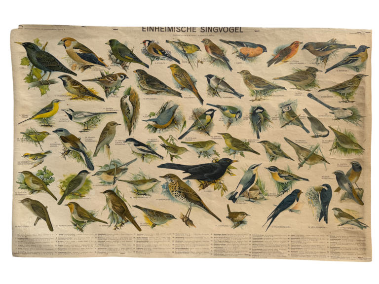 Lehrtafel Einheimische Singvögel, Übersichtstafel mit zahlreichen Vogelarten und Legende