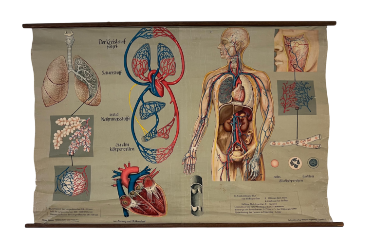 Anatomische Lehrtafel Blutkreislauf des Menschen