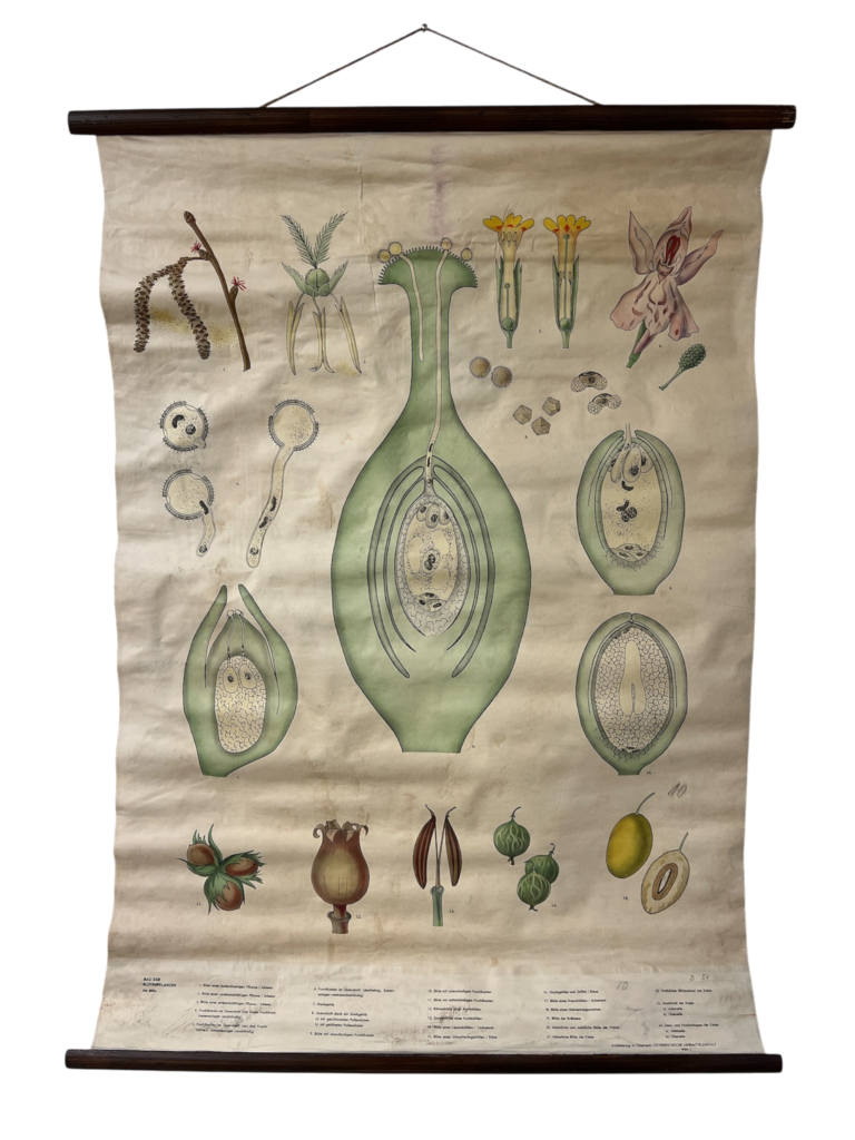 Botanische Lehrtafel Bau Blütenpflanzen, Dobrowsky & Wittmann Wien