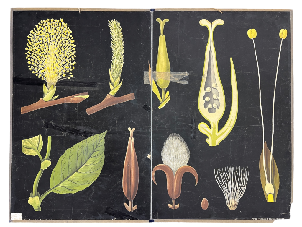 Lehrtafel Weidenblüten (vermutl. Salweide, Salix caprea), Mitte 20. Jh.