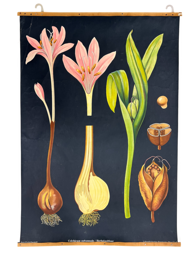 Lehrtafel Herbstzeitlose (Colchicum autumnale), Lehrmittelverlag Hagemann, Düsseldorf, Mitte 20. Jh.
