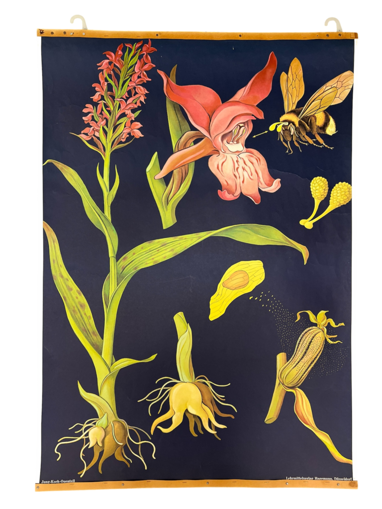 Lehrtafel Knabenkraut / Orchidee mit Hummel, Lehrmittelverlag Hagemann, Düsseldorf, Mitte 20. Jh.