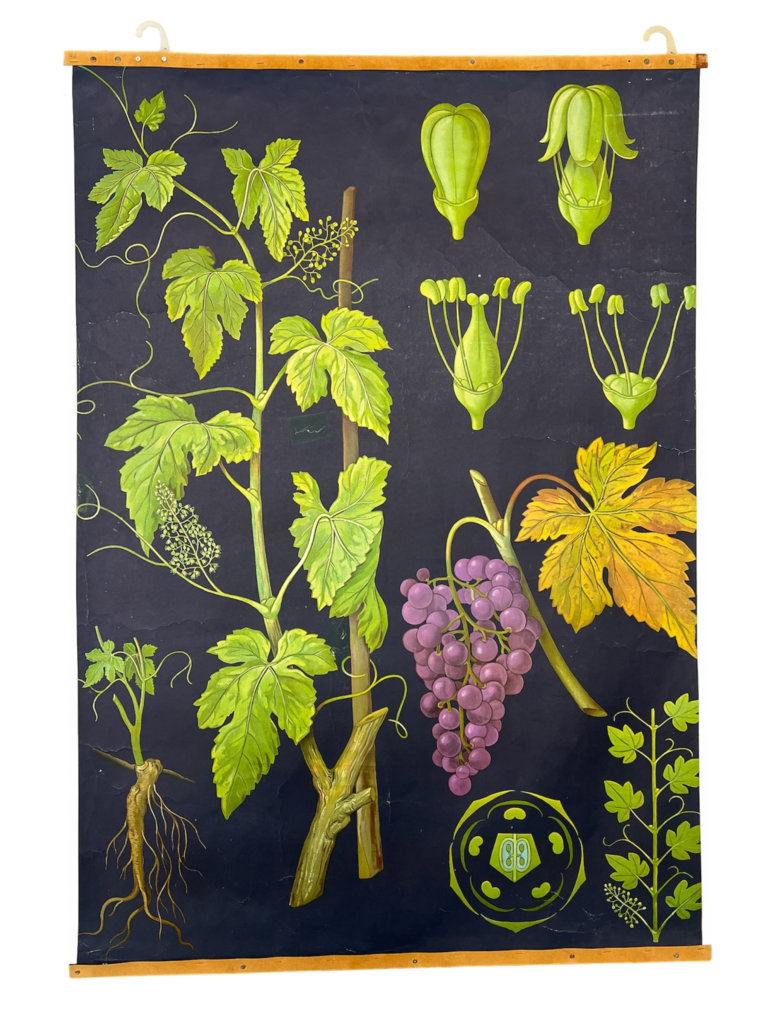 Lehrtafel Weinrebe (Vitis vinifera), Lehrmittelverlag Hagemann, Düsseldorf, Mitte 20. Jh.