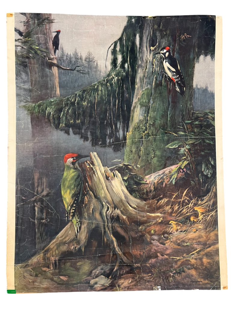 Lehrtafel Spechte im Wald (Grün-, Bunt- und Schwarzspecht), ca. 1920er–50er