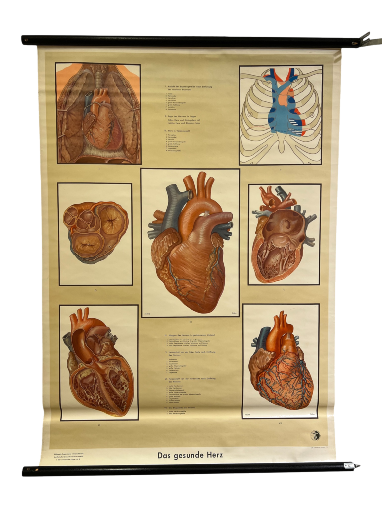 Lehrtafel Das gesunde Herz (Anatomie), Biologisch-Supervisal Unterrichtswerk, Deutscher Ärzte-Gesellschaft Wiesenthein, ca. 1950er–70er
