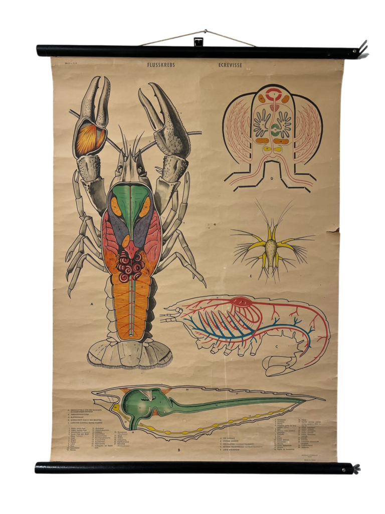 Lehrtafel Flusskrebs / Écrevisse – Anatomie, ca. 1950er–60er