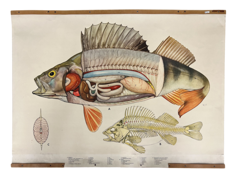 Lehrtafel Barsch (Perca fluviatilis) – Anatomie, ca. 1960er–70er