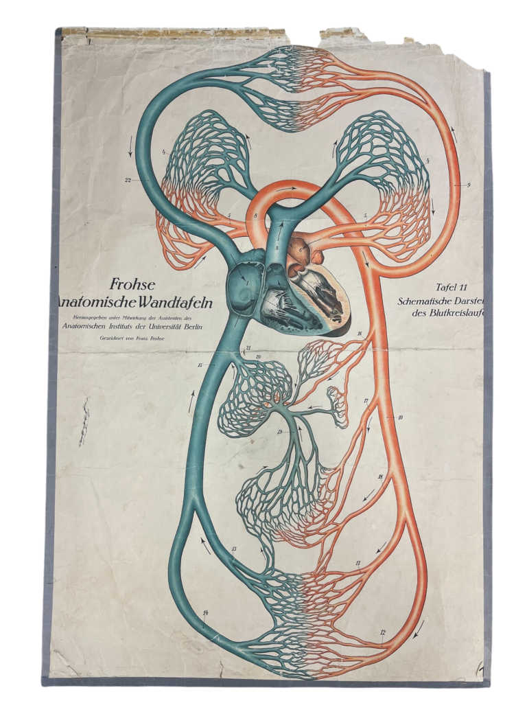 Lehrtafel Frohse Anatomische Wandtafeln – Tafel 11: Schematische Darstellung des Blutkreislaufs, Frohse / Anatomisches Institut der Universität Berlin, ca. 1900–1930