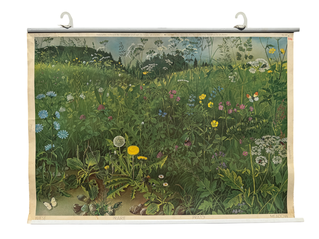 Lehrtafel 'Wiese – Prairie – Prato – Meadow', mehrsprachige Lebensraumtafel mit Wiesenflora und Schmetterlingen