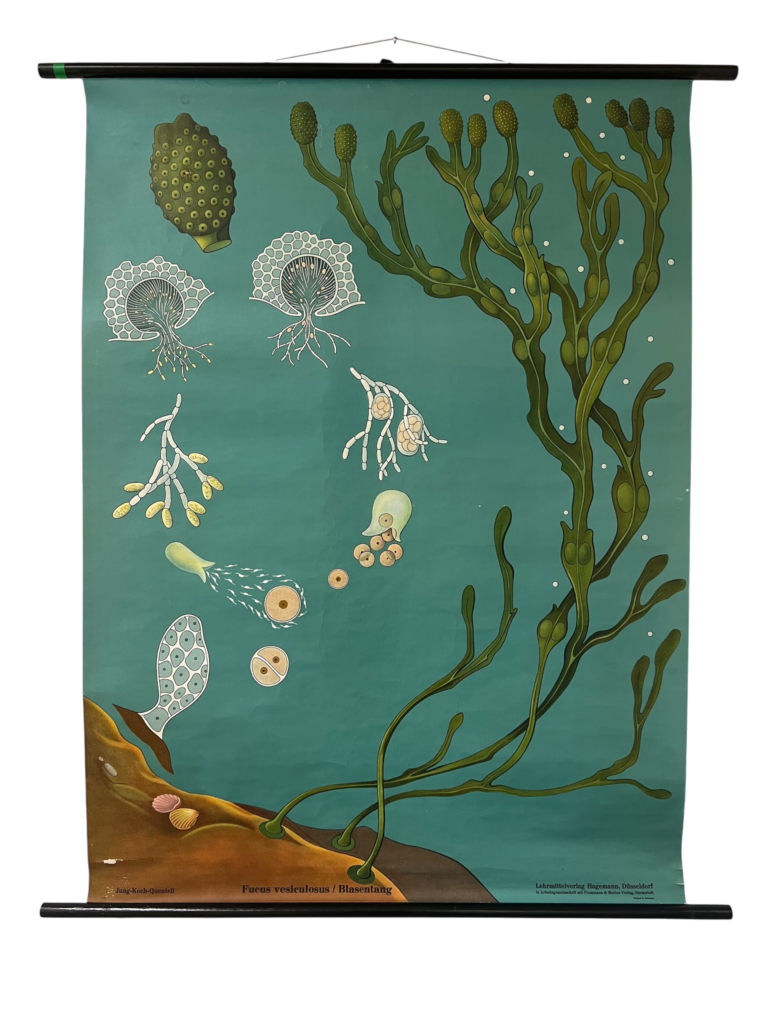Lehrtafel Fucus vesiculosus / Blasentang (Jung-Koch-Quentell, Hagemann Düsseldorf), Jung-Koch-Quentell / Lehrmittelverlag Hagemann, Düsseldorf (in Arbeitsgemeinschaft mit Thomsen & Merten Verlag, Darmstadt), ca. 1950er–1980er
