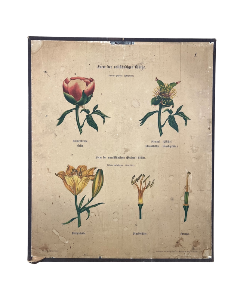 Lehrtafel Form der vollständigen und unvollständigen Blüthe – Pfingstrose und Feuerlilie (Tafel I), Verlag C.C. Meinhold & Söhne, Dresden, ca. 1860er–1880er