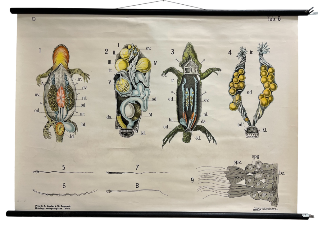Lehrtafel Histologisch-embryologische Tafel 6 – Reptilien-Geschlechtsorgane (Smalian & Gummert), Verlag Gerhard Gemkow, Berlin, ca. 1900–1930