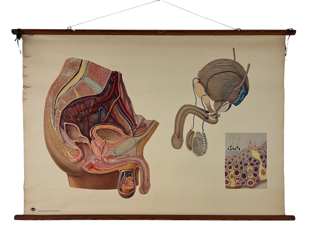 Lehrtafel Männliche Geschlechtsorgane – Anatomie (DHMD Nr. 2030), Deutsches Hygiene-Museum Dresden, ca. 1950er–1970er Jahre