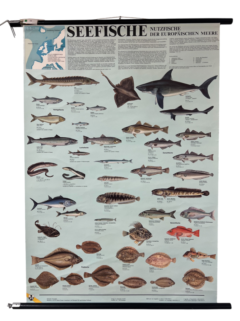Lehrtafel Seefische – Nutzfische der europäischen Meere, ca. 1970er–1990er Jahre