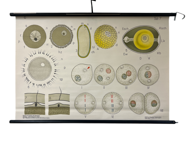 Lehrtafel Histologisch-embryologische Tafel 7 – Eizellen und Befruchtung (Smalian & Gummert), Verlag Gerhard Gemkow, Berlin, ca. 1900–1930