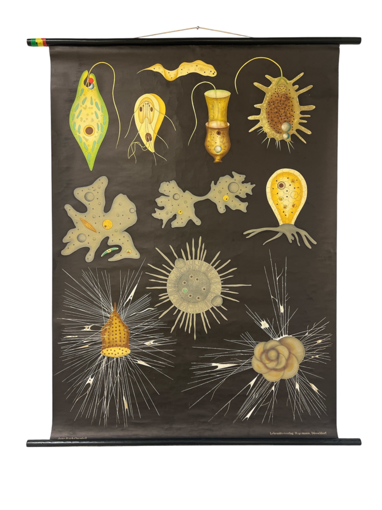 Lehrtafel Einzeller / Protozoen (Jung-Koch-Quentell), Lehrmittelverlag Hagemann, Düsseldorf, ca. 1950er–1980er Jahre