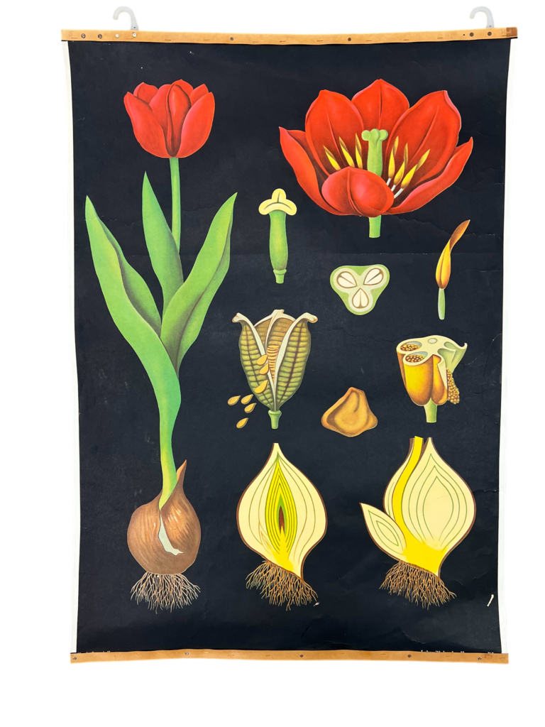 Lehrtafel Tulpe (Tulipa sp.), Botanische Lehrtafel