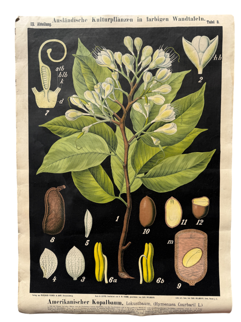 Lehrtafel Amerikanischer Kopalbaum / Lokustbaum (Hymenaea Courbaril), Serie 'Ausländische Kulturpflanzen', nach H. Zippel bearbeitet von O. W. Thomé, Carl Bollmann, Verlag Friedrich Vieweg & Sohn, Braunschweig