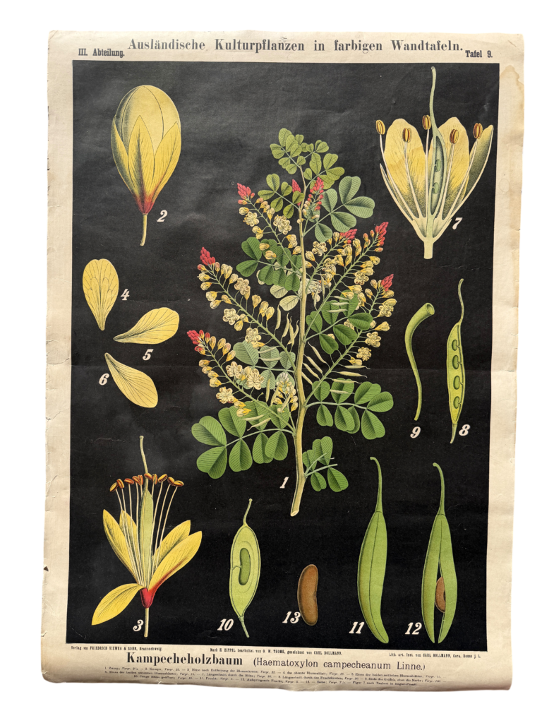 Lehrtafel Kampecheholzbaum (Haematoxylon campecheanum), Serie 'Ausländische Kulturpflanzen', nach H. Zippel bearbeitet von O. W. Thomé, Carl Bollmann, Verlag Friedrich Vieweg & Sohn, Braunschweig