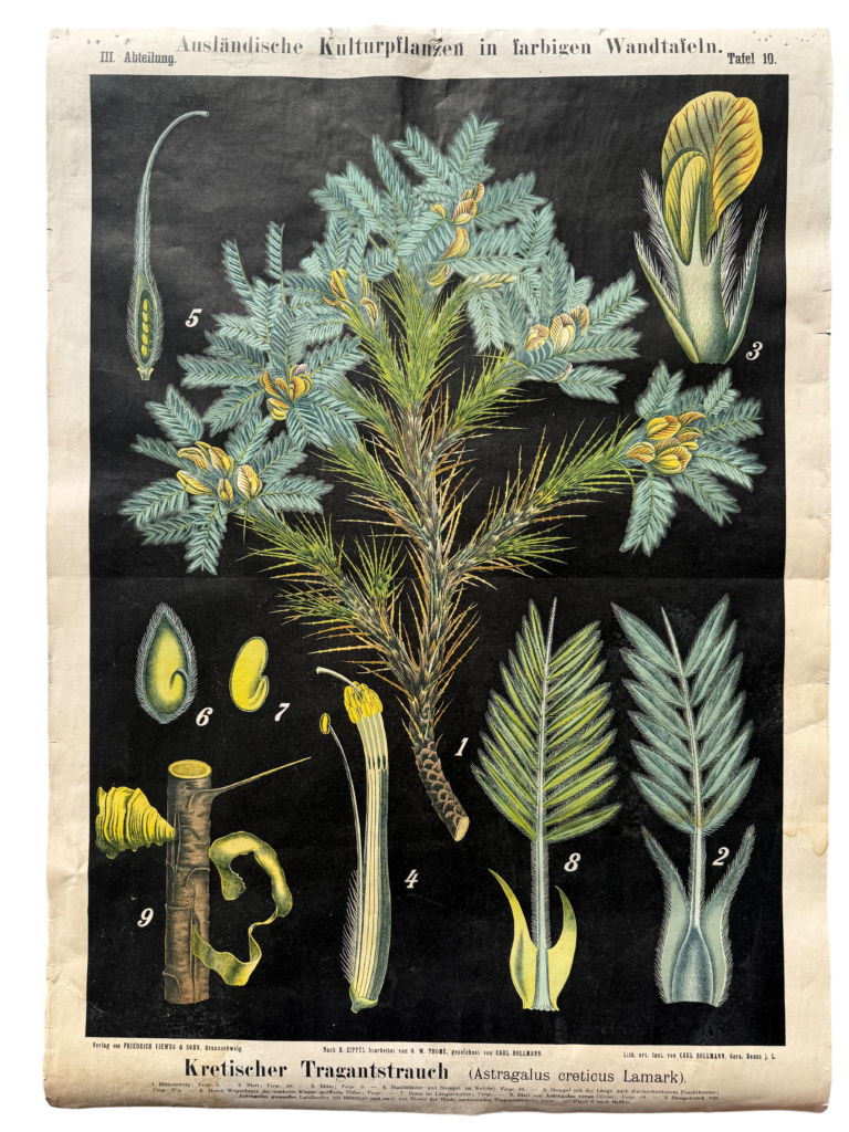 Lehrtafel Kretischer Traganthstrauch (Astragalus creticus Lamark), Serie 'Ausländische Kulturpflanzen', nach H. Zippel bearbeitet von O. W. Thomé, Carl Bollmann, Verlag Friedrich Vieweg & Sohn, Braunschweig