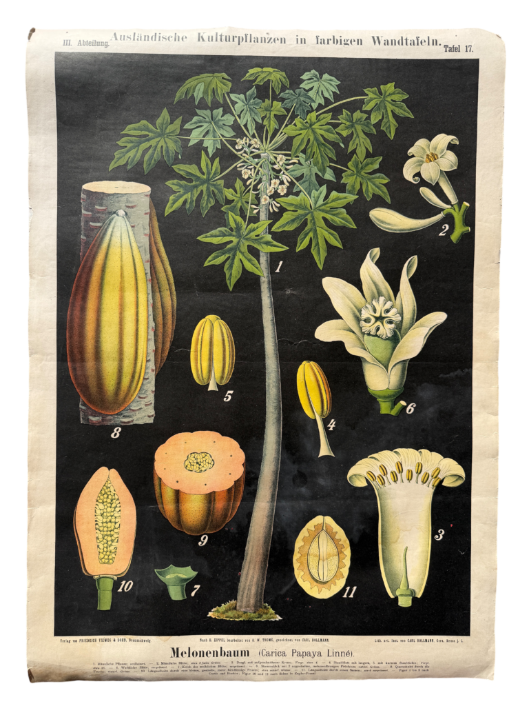 Lehrtafel Melonenbaum / Papaya (Carica Papaya Linné), Serie 'Ausländische Kulturpflanzen', nach H. Zippel bearbeitet von O. W. Thomé, Carl Bollmann, Verlag Friedrich Vieweg & Sohn, Braunschweig