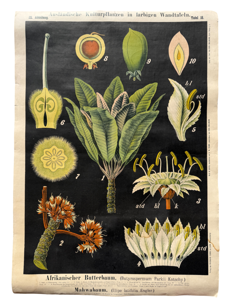 Lehrtafel Afrikanischer Butterbaum (Butyrospermum Parkii) und Mahwabaum (Illipe latifolia), Serie 'Ausländische Kulturpflanzen', nach H. Zippel bearbeitet von O. W. Thomé, Carl Bollmann, Verlag Friedrich Vieweg & Sohn, Braunschweig