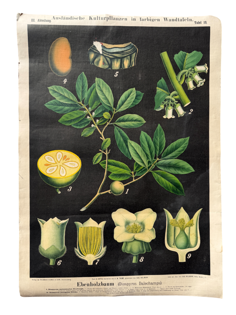 Lehrtafel Ebenholzbaum (Diospyros Dalechampii), Serie 'Ausländische Kulturpflanzen', nach H. Zippel bearbeitet von O. W. Thomé, Carl Bollmann, Verlag Friedrich Vieweg & Sohn, Braunschweig