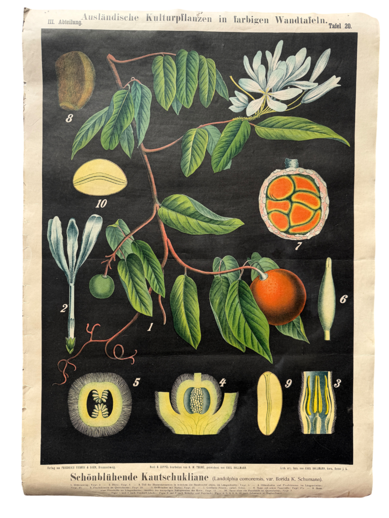 Lehrtafel Schönblühende Kautschukliane (Landolphia comorensis), Serie 'Ausländische Kulturpflanzen', nach H. Zippel bearbeitet von O. W. Thomé, Carl Bollmann, Verlag Friedrich Vieweg & Sohn, Braunschweig