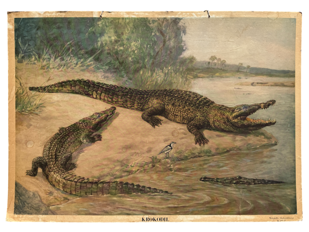 Lehrtafel Krokodil, drei Nilkrokodile mit Krokodilwächter am Flussufer, Nordisk Skolavdelning (schwedischer Schulverlag)