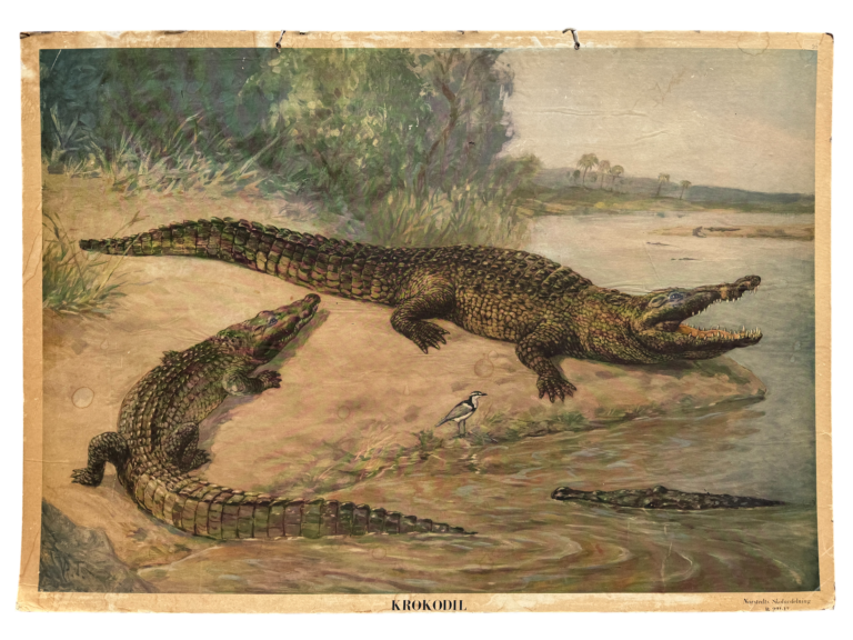 Lehrtafel Krokodil, drei Nilkrokodile mit Krokodilwächter am Flussufer, Nordisk Skolavdelning (schwedischer Schulverlag)
