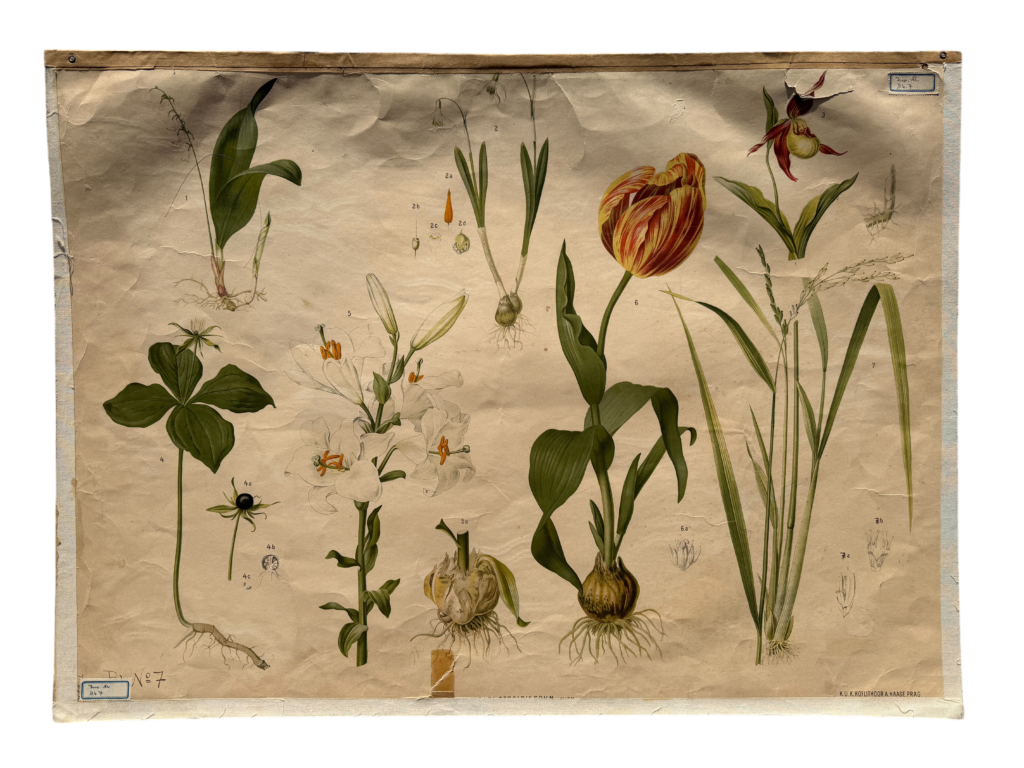 Botanische Lehrtafel Hartinger Blatt 7, Liliengewächse: Tulpe, Lilie, Frauenschuh, Schwertlilie, Carl Gerold's Sohn Wien