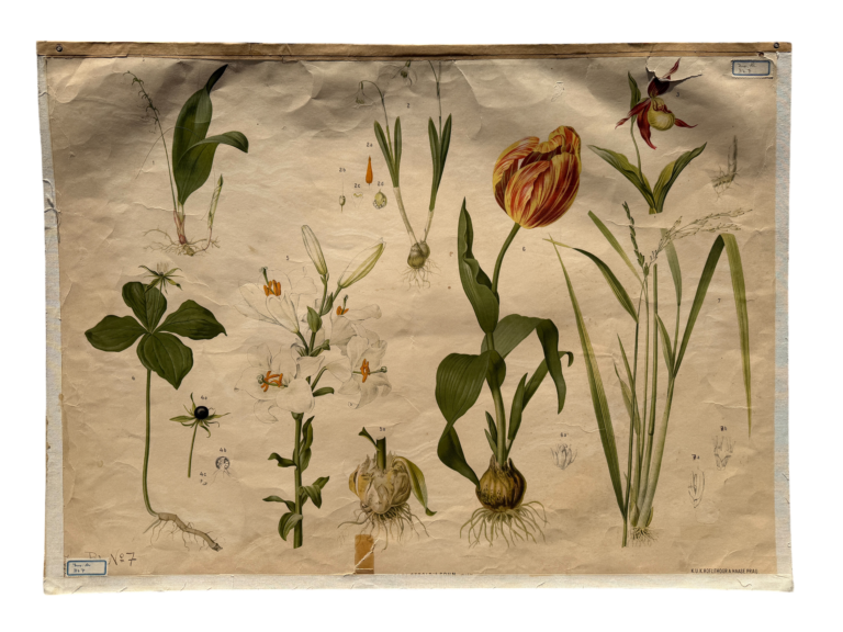 Botanische Lehrtafel Hartinger Blatt 7, Liliengewächse: Tulpe, Lilie, Frauenschuh, Schwertlilie, Carl Gerold's Sohn Wien