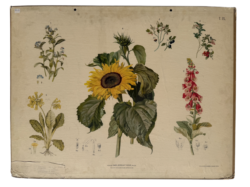 Hartinger Bl. 6: Aster, Sonnenblume, Kamille, Korbblütler-Lehrtafel von Carl Geroldssohn Wien
