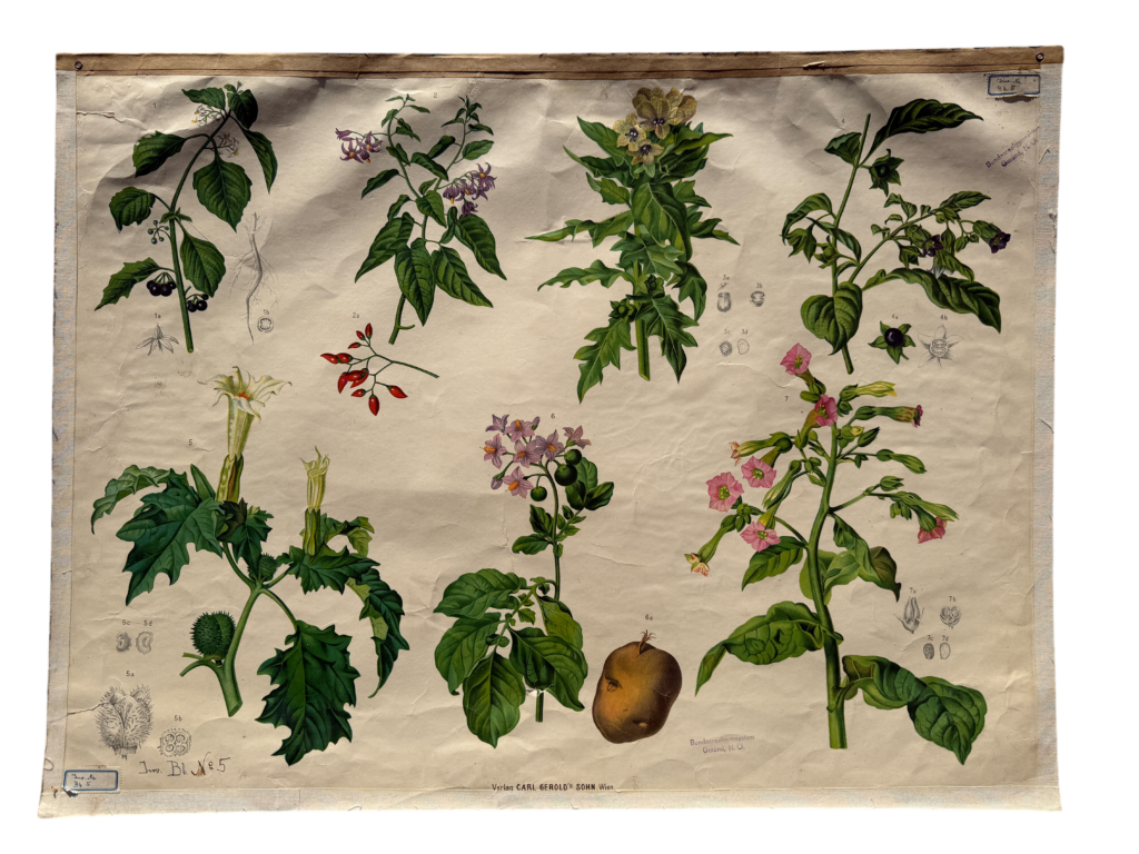 Botanische Lehrtafel Hartinger Blatt 5, Nachtschattengewächse: Kartoffel, Tabak, Tollkirsche, Stechapfel, Bilsenkraut, Carl Gerold's Sohn Wien