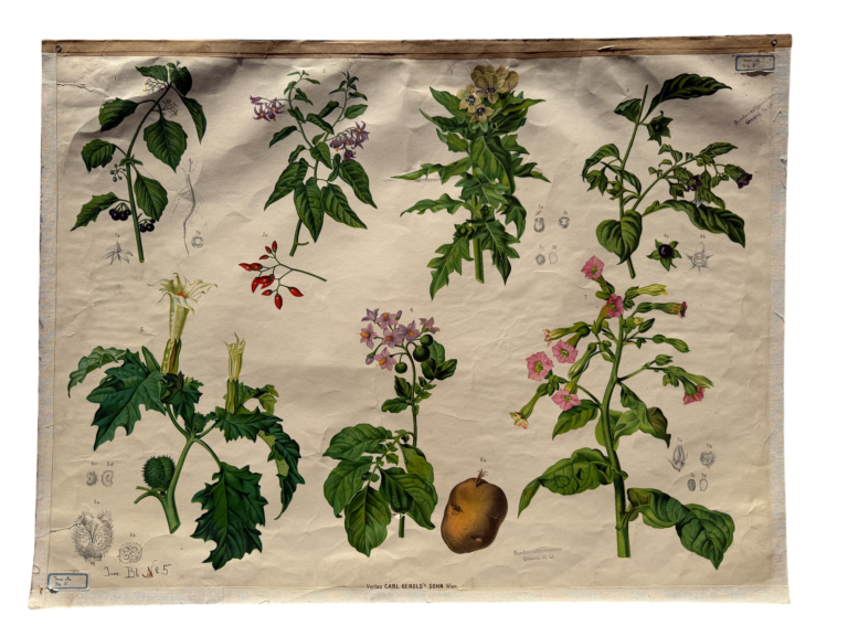 Botanische Lehrtafel Hartinger Blatt 5, Nachtschattengewächse: Kartoffel, Tabak, Tollkirsche, Stechapfel, Bilsenkraut, Carl Gerold's Sohn Wien