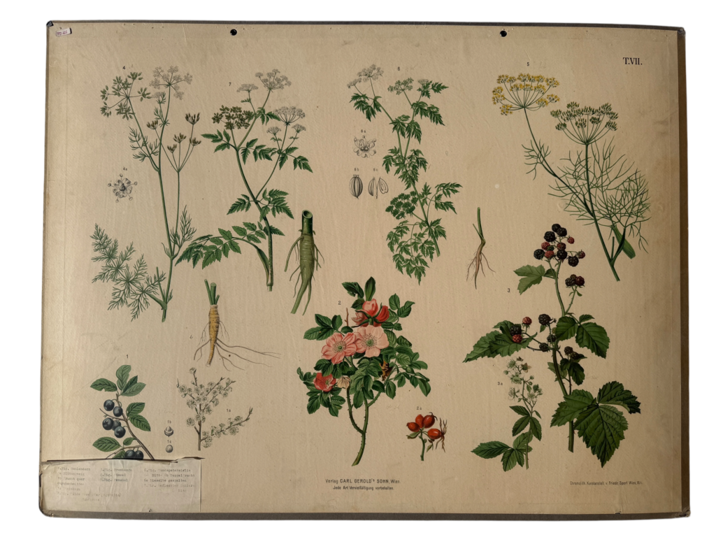 Hartinger Bl. 4: Schierling, Doldenblütler, Heckenrose, Brombeere, Lehrtafel Carl Geroldssohn Wien
