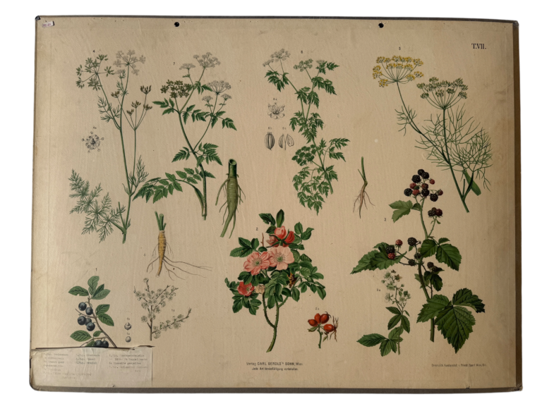 Hartinger Bl. 4: Schierling, Doldenblütler, Heckenrose, Brombeere, Lehrtafel Carl Geroldssohn Wien
