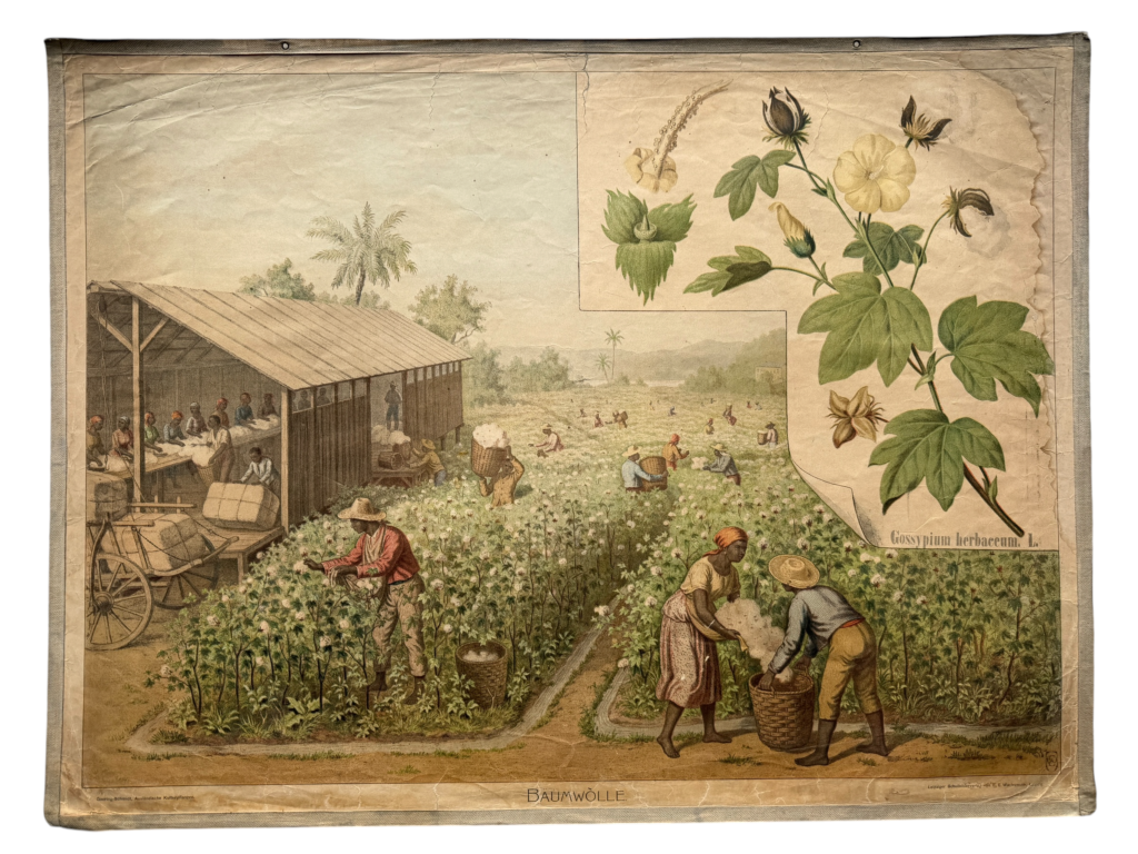 Lehrtafel Baumwolle, Gossypium herbaceum, Plantage mit Pflückerinnen, Reihe Doering-Schmidt Ausländische Kulturpflanzen, F.E. Wachsmuth Leipzig