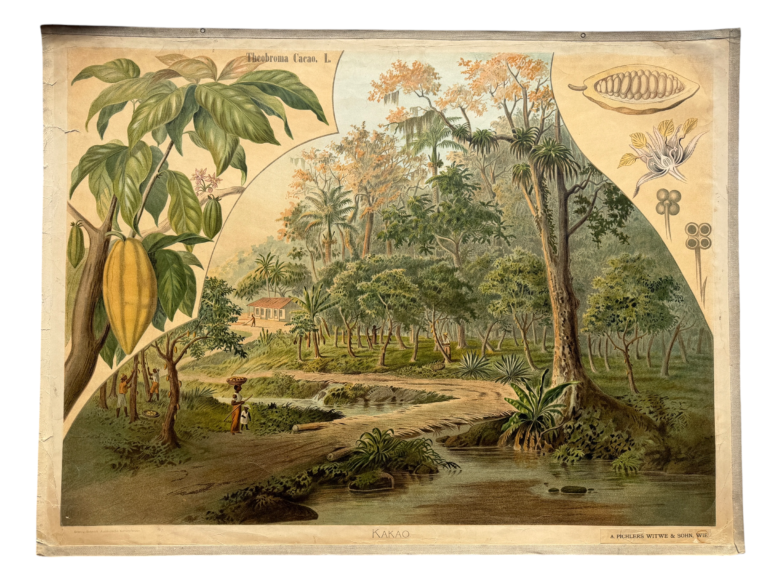 Lehrtafel Kakao, Theobroma cacao, tropisches Flusstal, Reihe Doering-Schmidt Ausländische Kulturpflanzen, A. Pichlers Witwe und Sohn Wien
