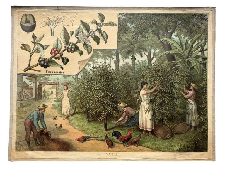 Lehrtafel Kaffee, Coffea arabica, Plantage mit Pflückerinnen und Bauer, Reihe Doering-Schmidt Ausländische Kulturpflanzen, A. Pichlers Witwe und Sohn Wien