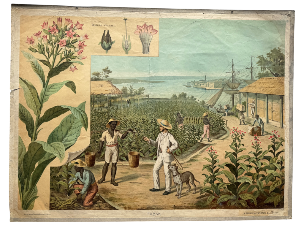 Lehrtafel Tabak, Nicotiana tabacum, Plantage am Hafen mit Schiff, Reihe Doering-Schmidt Ausländische Kulturpflanzen, A. Pichlers Witwe und Sohn Wien