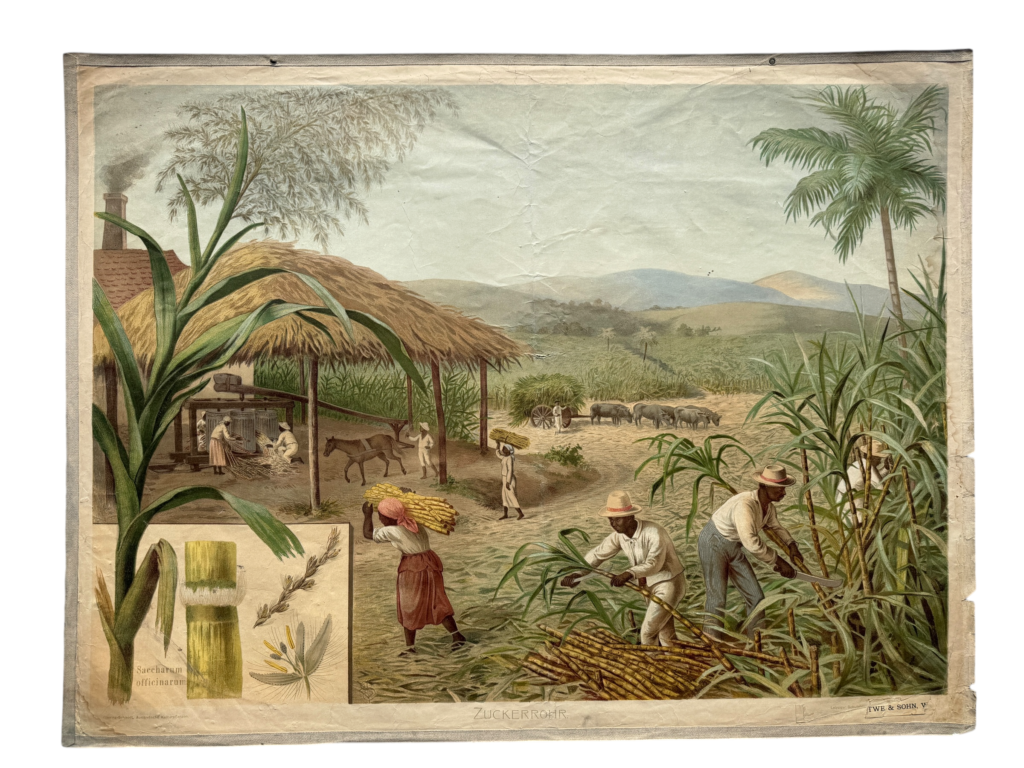 Lehrtafel Zuckerrohr, Saccharum officinarum, Plantage mit Schnittern, Reihe Doering-Schmidt Ausländische Kulturpflanzen
