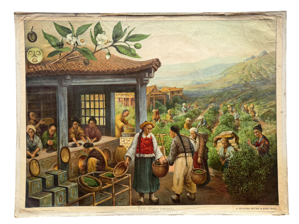 Lehrtafel Tee, Thea viridis, ostasiatische Teeplantage mit Manufaktur und Pflückerinnen, Reihe Doering-Schmidt Ausländische Kulturpflanzen, A. Pichlers Witwe und Sohn Wien