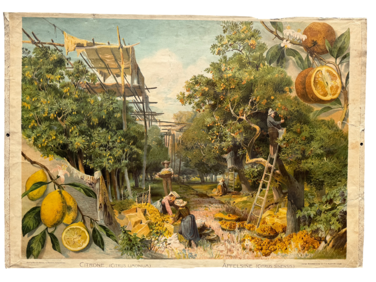 Lehrtafel Citrone und Apfelsine, mediterrane Zitrusplantage mit Pflückern auf Leiter, Reihe Doering-Schmidt Ausländische Kulturpflanzen, F.E. Wachsmuth Leipzig