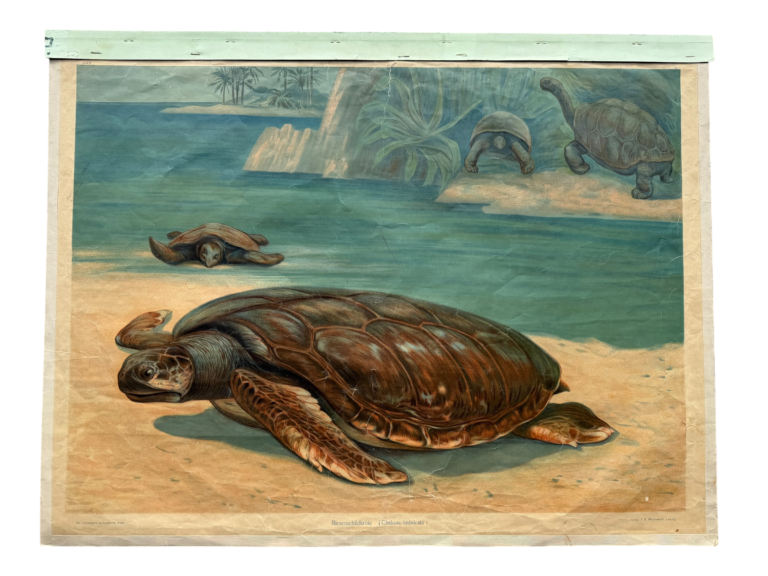 Lehrtafel Riesenschildkröte Chelone imbricata, Meeresschildkröte am Strand mit Galapagos-Riesenschildkröten, F.E. Wachsmuth Leipzig 1878